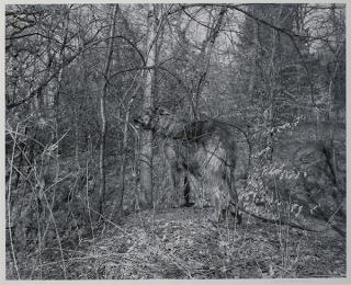 Appraisal: Photograph Gary Hallman Gary Hallman American b Dog in the