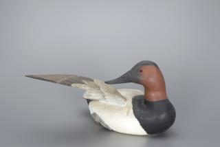 Appraisal: Preening Canvasback James Corb Reed Preening Canvasback James Corb Reed