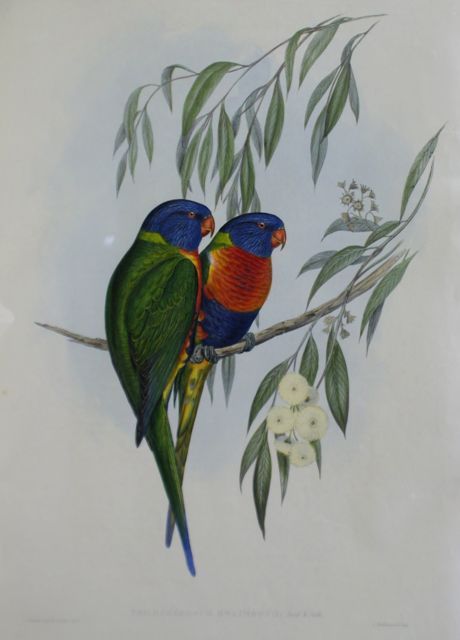 Appraisal: Swainson's Lorikeet Trichoglossus Swainsonii