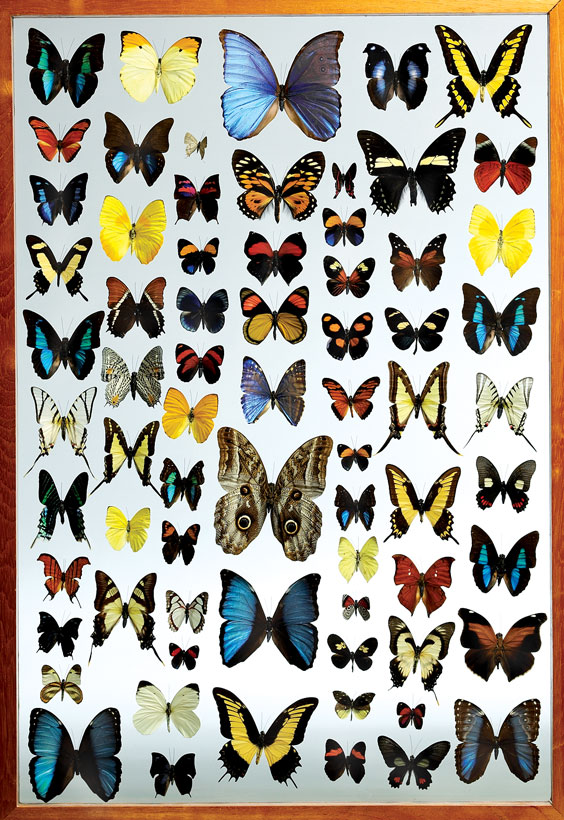 Appraisal: LARGE BUTTERFLY COLLECTION Lepidoptera Worldwide Localities This large framed butterfly