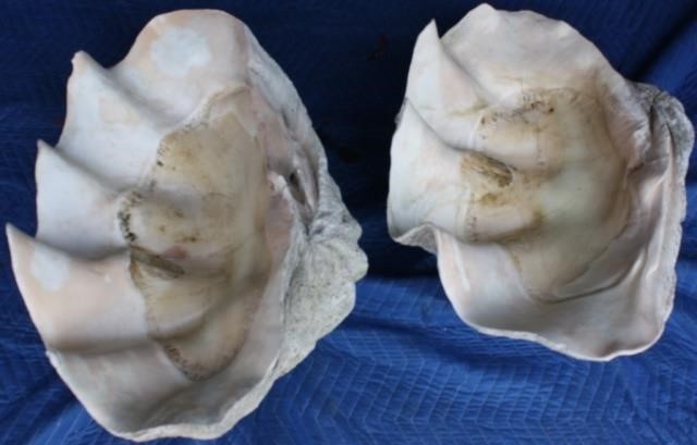 Appraisal: NEAR PAIR OF GIANT NATURAL CLAM SHELLS TH THCENTURY ONE