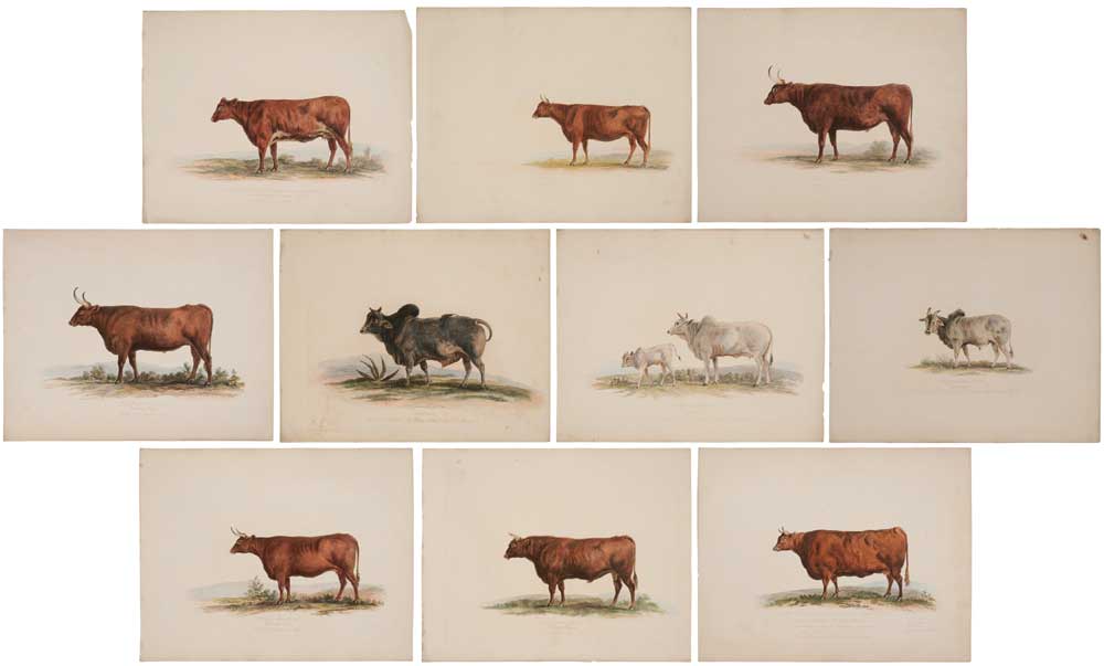 Appraisal: George Garrard British - ten bovine prints from A Description