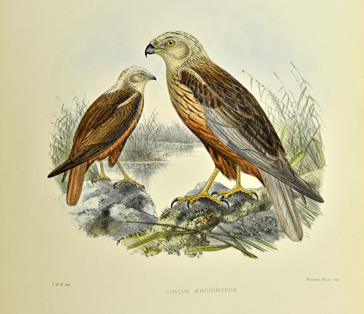 Appraisal: WYATT C W British Birds being coloured illustrations of all