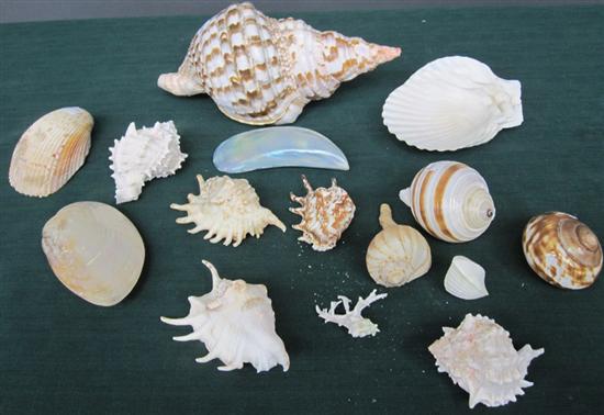 Appraisal: GROUP TROPICAL SHELLS