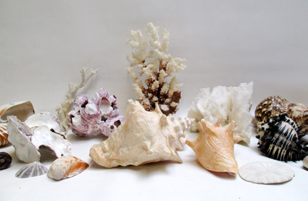 Appraisal: LARGE COLLECTION OF SEASHELLS AND SEA LIFE consisting of conch