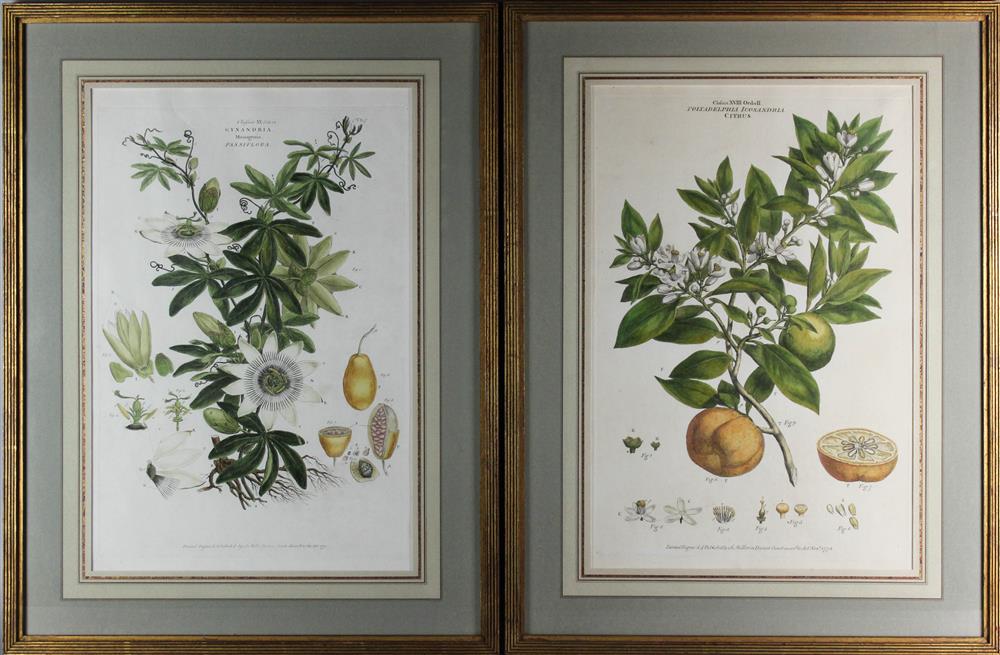 Appraisal: JOHN MILLER ENGLISH - POLYADELPHIA ICOSANDRIA CITRUS and GYNANDRIA MONOGYNIA