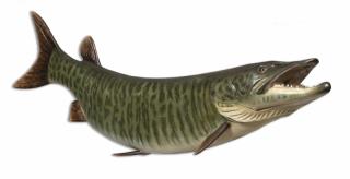 Appraisal: Trophy Musky Carving Mike Borrett b Trophy Musky Carving Mike