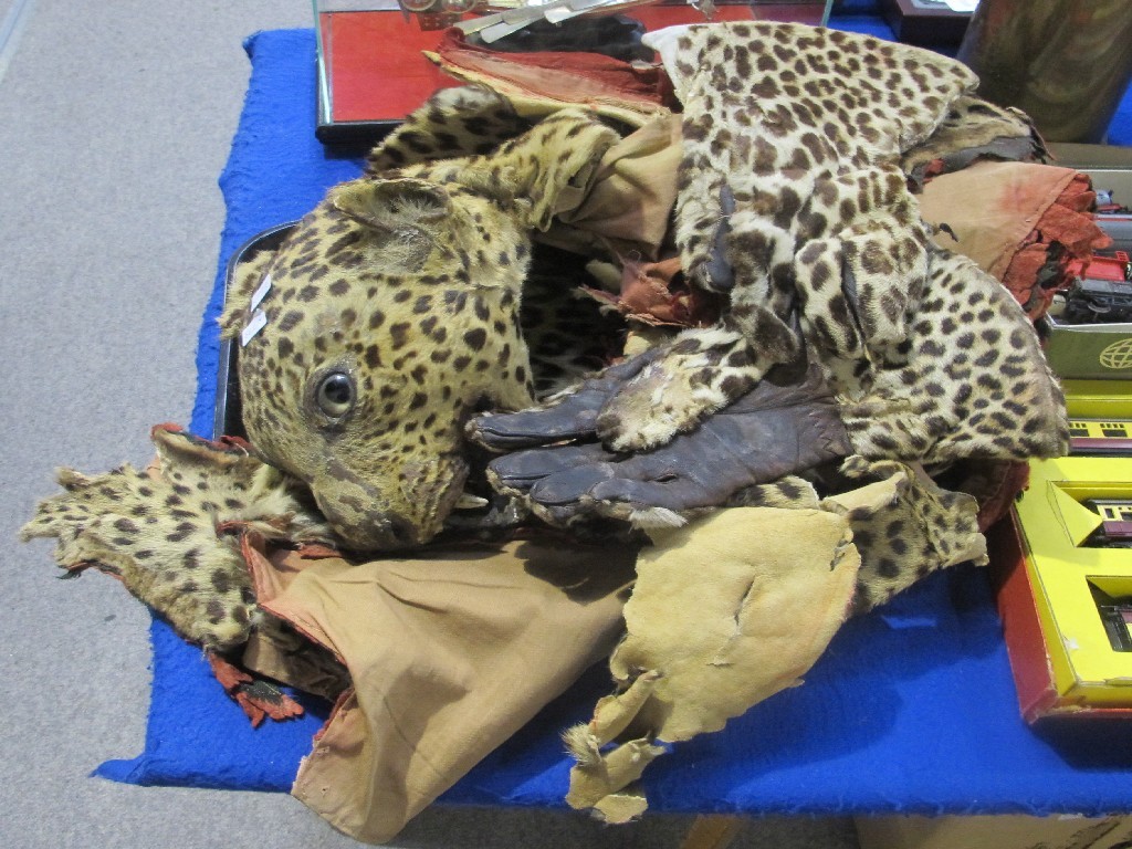 Appraisal: A leopard skin with full head and a pair of