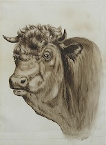 Appraisal: I Thompson ca A bovine portrait Watercolor on paper signed