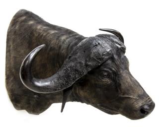 Appraisal: WATER BUFFALO TAXIDERMY MOUNT Water Buffalo taxidermy mount approx h