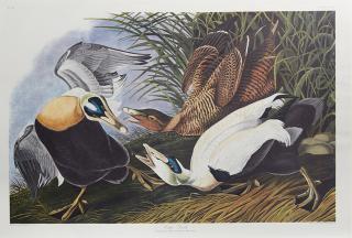 Appraisal: John James Audubon - Eider Duck No Plate th c