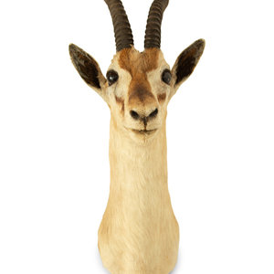 Appraisal: A Taxidermy Springbok Shoulder Mount Height x width x depth