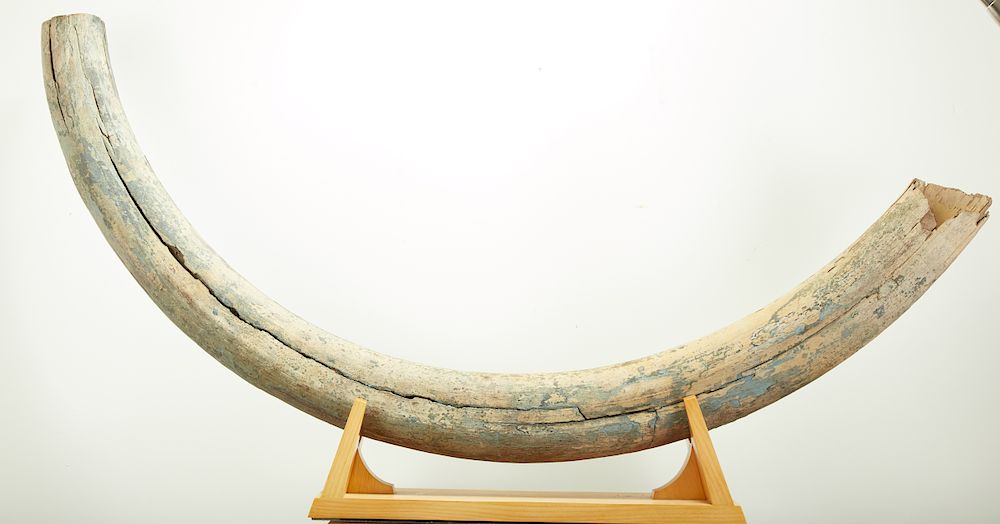 Appraisal: Massive Woolly Mammoth Tusk Mammuthus Primigenuis Large petrified mammoth mammuthus