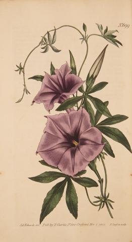 Appraisal: COLOR PLATE-BOTANICAL CURTIS WILLIAM Miscellaneous group of volumes of Curtis'