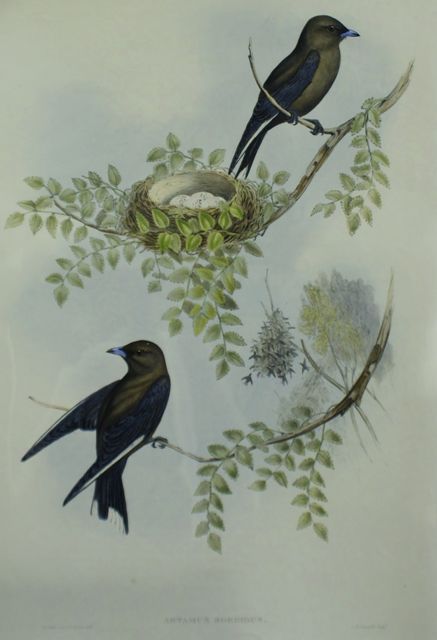 Appraisal: Wood Swallow Artamus Sordidus