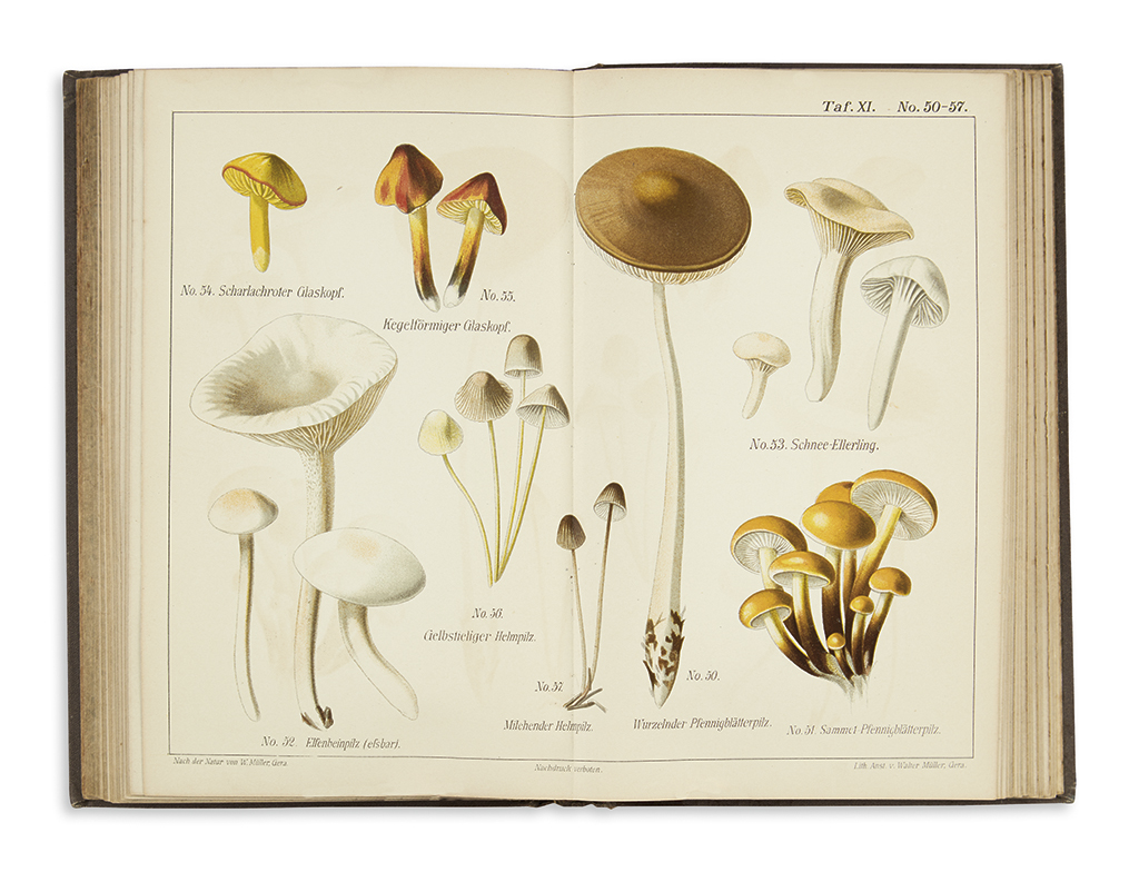 Appraisal: MUSHROOMS Hahn Gotthold Der Pilz-Sammler double-page chromolithographed plates vo x