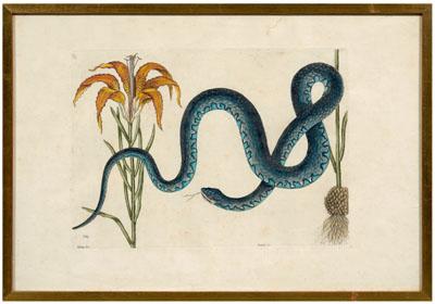 Appraisal: Mark Catesby etching British - Anguis Lilium The Wampum Snake