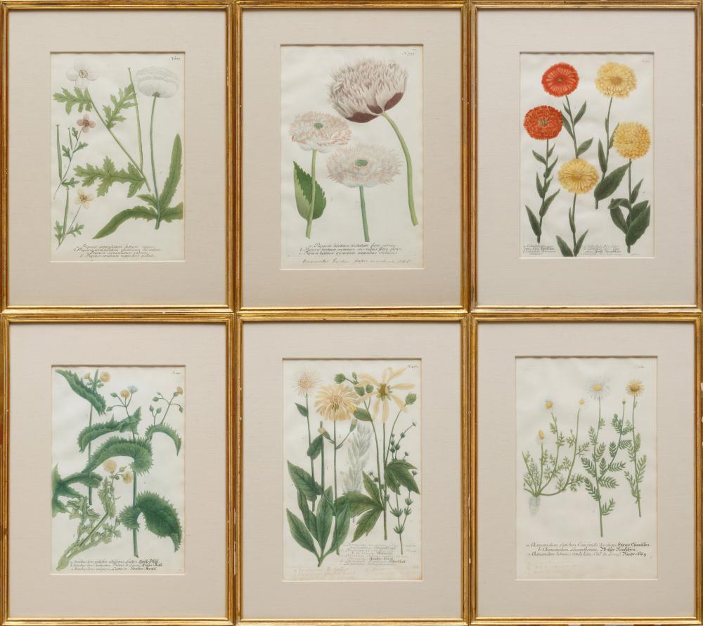 Appraisal: Antique Botanical Prints hand-colored engravings unsigned from Phytanthoza Iconographia with