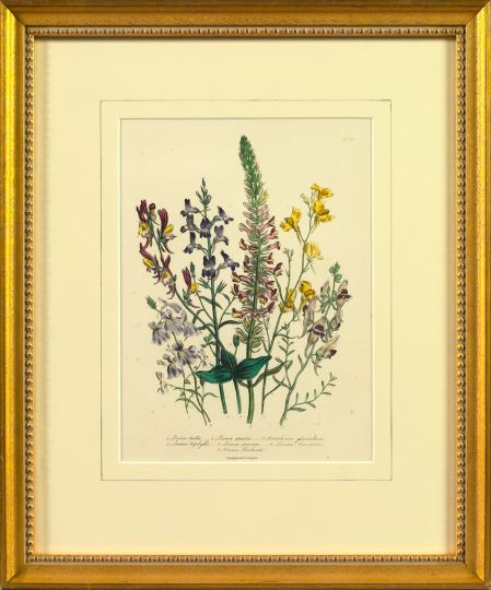 Appraisal: Jane Webb Loudon British - Ornamental Botanicals trio of hand-colored