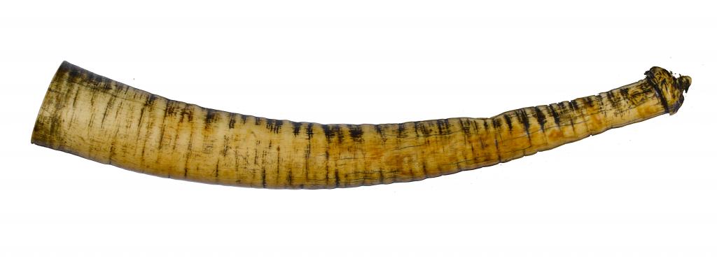 Appraisal: AN AFRICAN IVORY HORN PROBABLY CONGOLESE with single aperture and