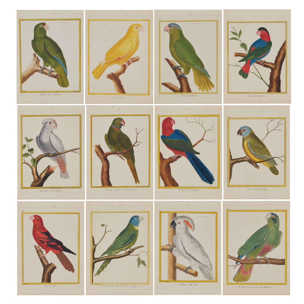 Appraisal: Francois Martinet PARROT STUDIES Twelve hand-colored engravings from Buffon Histoire