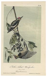 Appraisal: Audubon John James A Collection of Color Lithograph Plates from