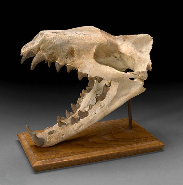 Appraisal: Hyaenodon Skull and Jaws Hyaenodon sp Oligocene White River Formation