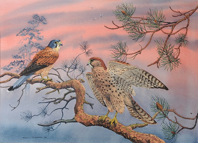 Appraisal: Robin Gibbard British th Century Two kestrels on a branch