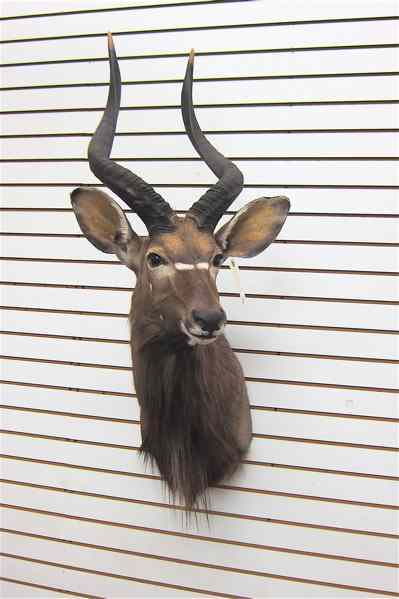 Appraisal: AFRICAN GAME TROPHY HEAD SHOULDER MOUNT a Nyala antelope with