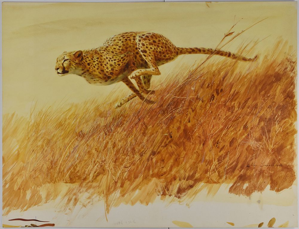 Appraisal: John Schoenherr Cheetah Gouache on Paperboard Ill John Schoenherr -