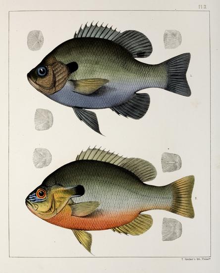 Appraisal: HOLBROOK John Edwards - Ichthyology of South Carolina Charleston Russell