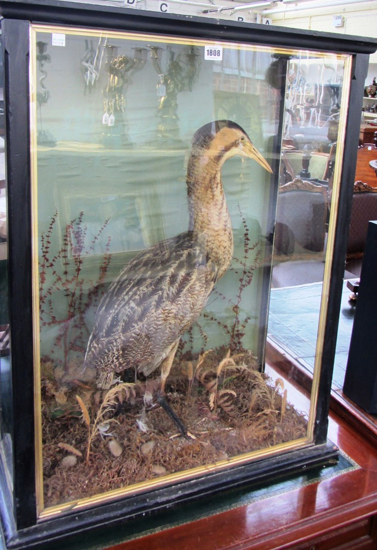 Appraisal: Taxidermy a stuffed and mounted Bittern late th century set