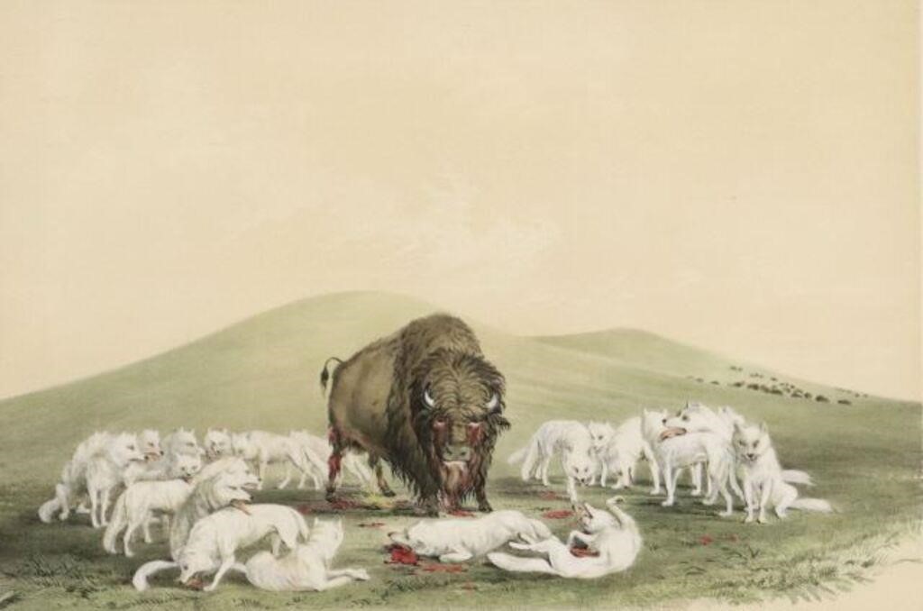 Appraisal: Framed lithograph with hand coloring on paper Buffalo Hunt White