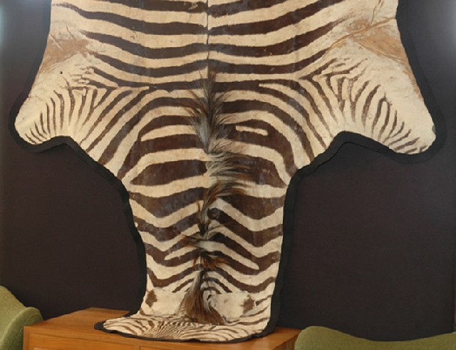 Appraisal: A LARGE BURCHALL'S ZEBRA SKIN Black felt mounted approximately cm