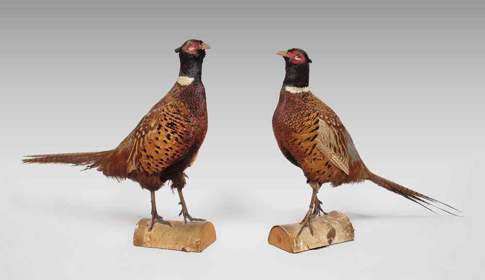 Appraisal: FOUR TAXIDERMY GAME BIRDS PHEASANTS AND DUCKS Pheasants mounted on