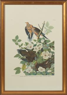 Appraisal: John James Audubon - Carolina Turtle Dove No Plate Amsterdam