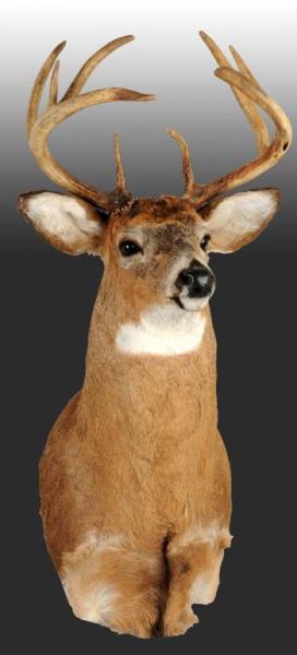 Appraisal: Mounted -Point Deer Head Condition Excellent