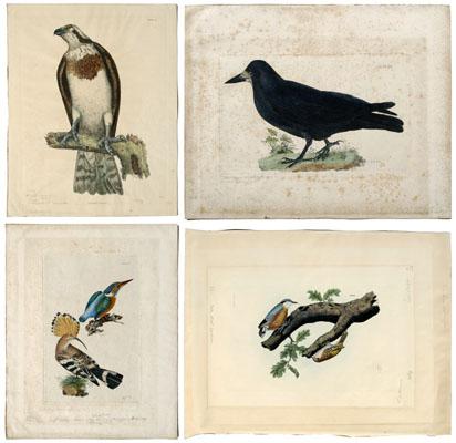 Appraisal: Four prints by Selby Prideaux John Selby British - Nuthatch