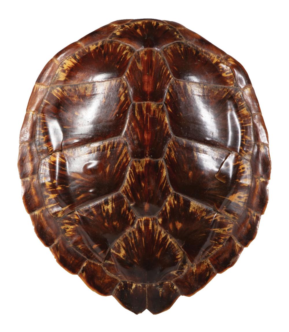 Appraisal: Decorative Tortoise Carapace in w in