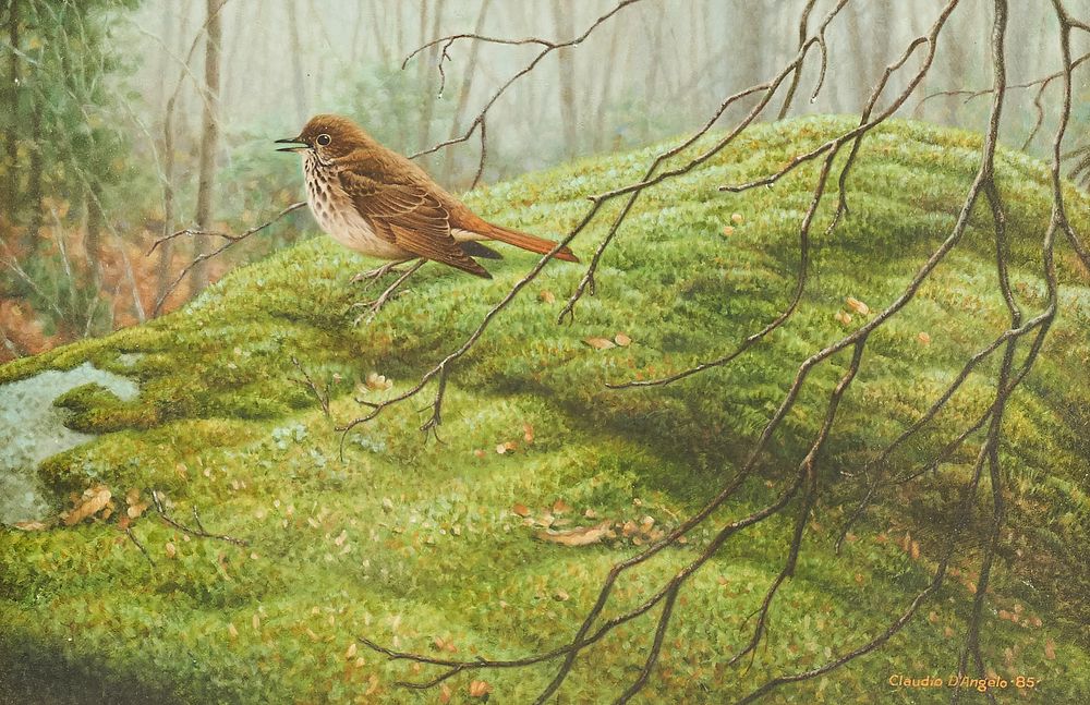 Appraisal: Claudio D'Angelo Grive Solitaire Hermit Thrush Oil on Board Claudio