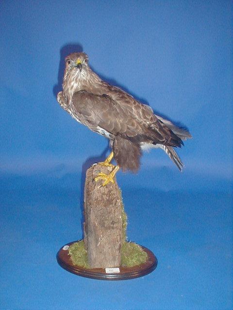 Appraisal: A taxidermy buzzard