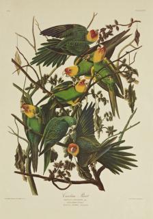 Appraisal: John James Audubon - Carolina Parrot No Plate Amsterdam edition