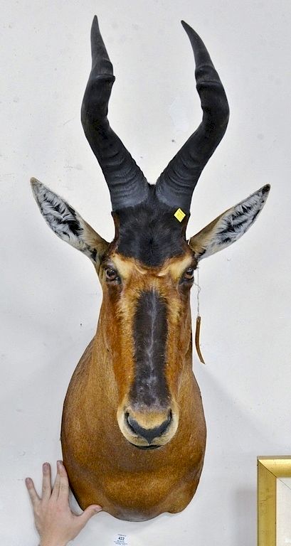 Appraisal: Red hartebeest taxidermy shoulder mount dp in Red hartebeest taxidermy