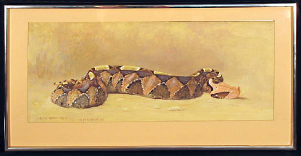 Appraisal: Charles Robert Knight American - Bitis Gabonica African Viper titled