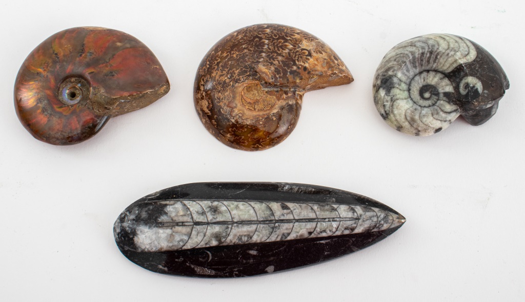 Appraisal: POLISHED FOSSILS AMMONITES ORTHOCERAS Group of four different polished fossils