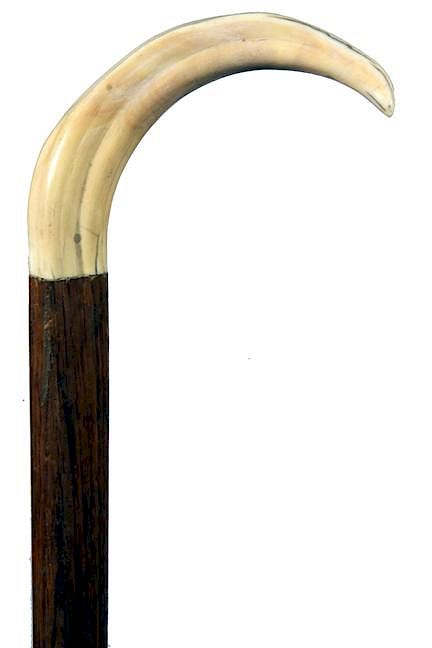 Appraisal: Boar Tusk Cane Ca 's- A sturdy piece of pig