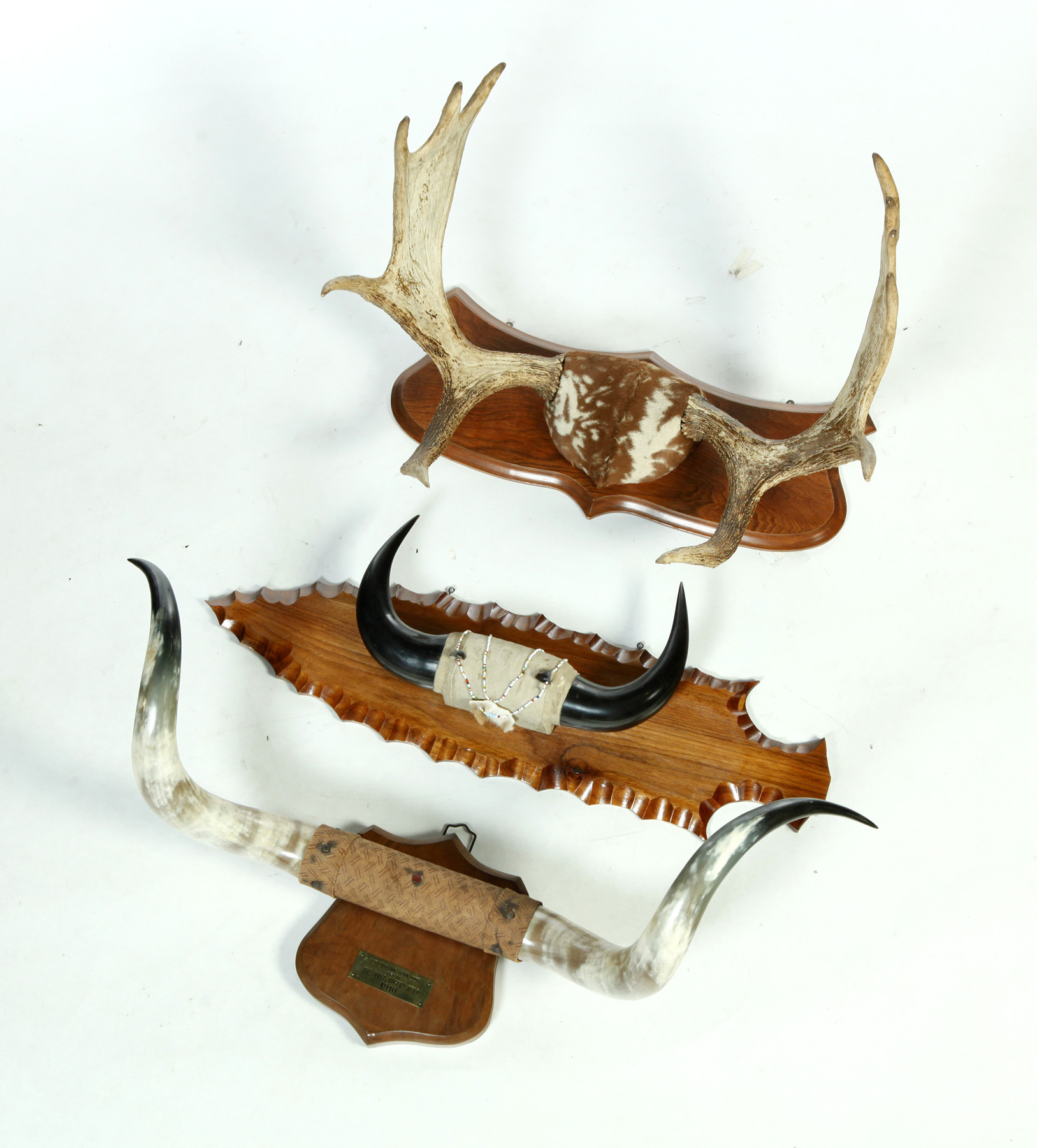 Appraisal: TWO STEER HORN MOUNTS AND ONE MOOSE American th quarter