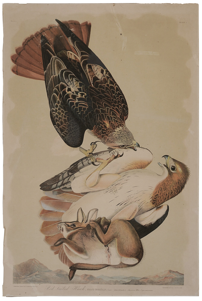 Appraisal: After John James Audubon American - Red-Tailed Hawk Bien edition