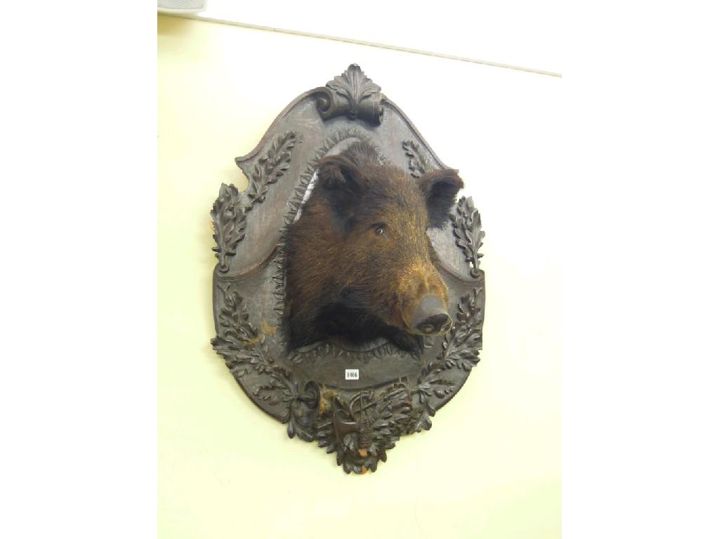 Appraisal: A th century stuffed boars head mounted on an oak