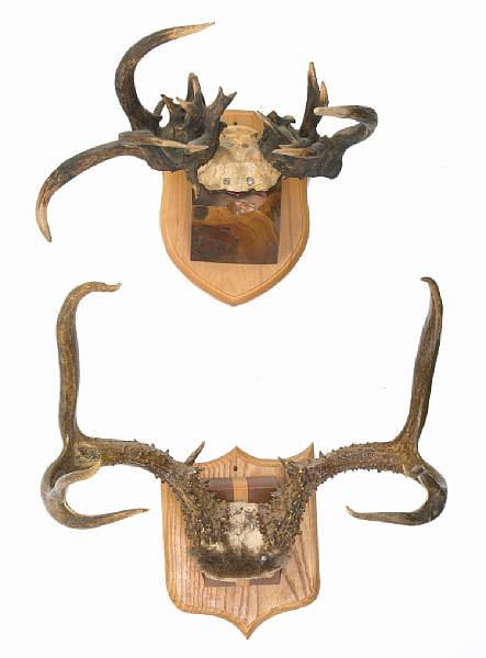 Appraisal: Two Sets of Mounted Mule Deer Antlers Odocoileus hemionus California